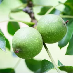 Graikinių riešutmedžių sodinukai su pristatymu į namus
