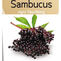 Sambucus nigra HASCHBERG