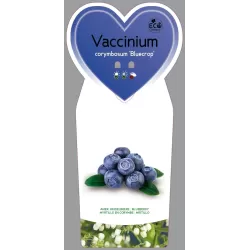 Aukštoji šilauogė (vid. vėl.) - Vaccinium corymbosum BLUECROP