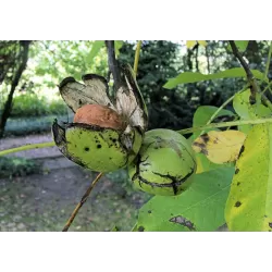 Graikinių riešutmedžių sodinukai su pristatymu į namus
