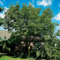 Graikinių riešutmedžių sodinukai su pristatymu į namus