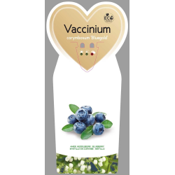 Vaccinium corymbosum BLUEGOLD (BIO-Organic)