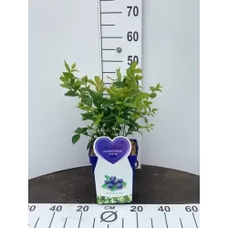 Aukštoji šilauogė (vid. vėl. - vėlyva) - Vaccinium corymbosum BLUEGOLD