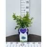 Aukštoji šilauogė (vid. vėl. - vėlyva) - Vaccinium corymbosum BLUEGOLD