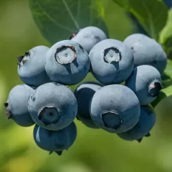 Aukštoji šilauogė (vid. vėl. - vėlyva) - Vaccinium corymbosum BLUEGOLD