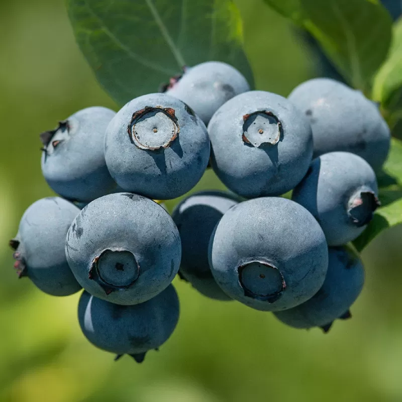 Vaccinium corymbosum BLUEGOLD (BIO-Organic)