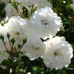 Rožių krūmai internetu su pristatymu į namus