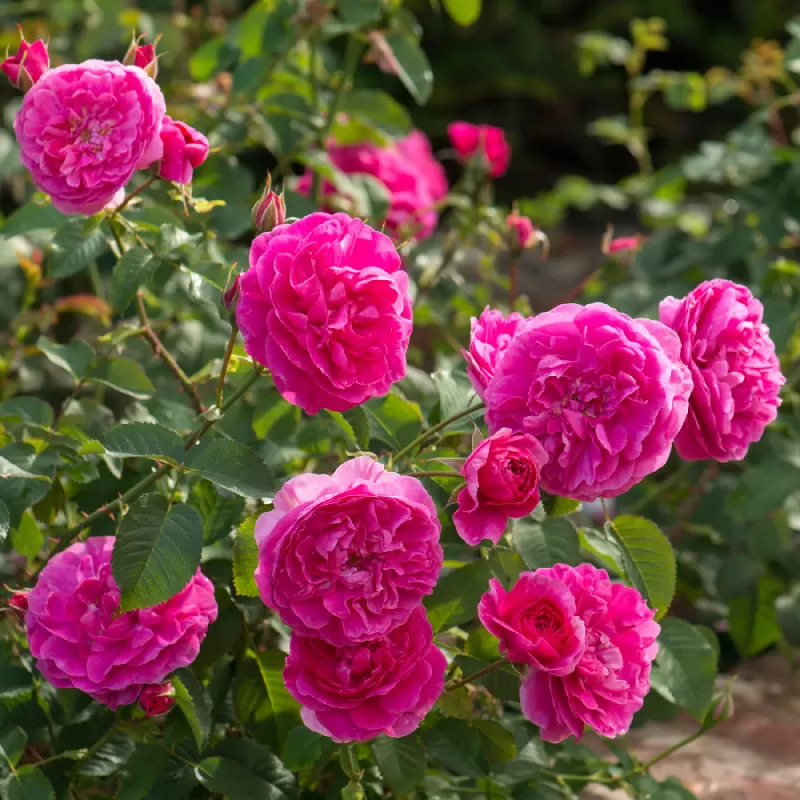 Rosa ENGLANDS ROSE Rosa ENGLANDS ROSE