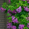 Rožė - Rosa VEILCHENBLAU