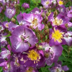 Rosa VEILCHENBLAU