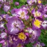 Rosa VEILCHENBLAU