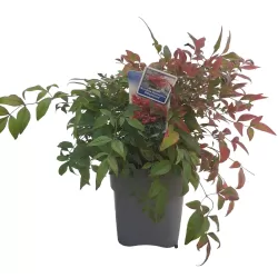 Vaistinė nandina - Nandina domestica OBSESSED