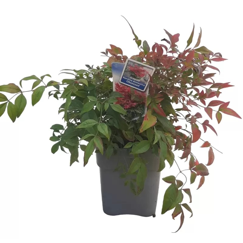 copy of Nandina domestica Firepower 2METAI S 1/1 P9