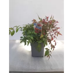 copy of Nandina domestica Firepower 2METAI S 1/1 P9