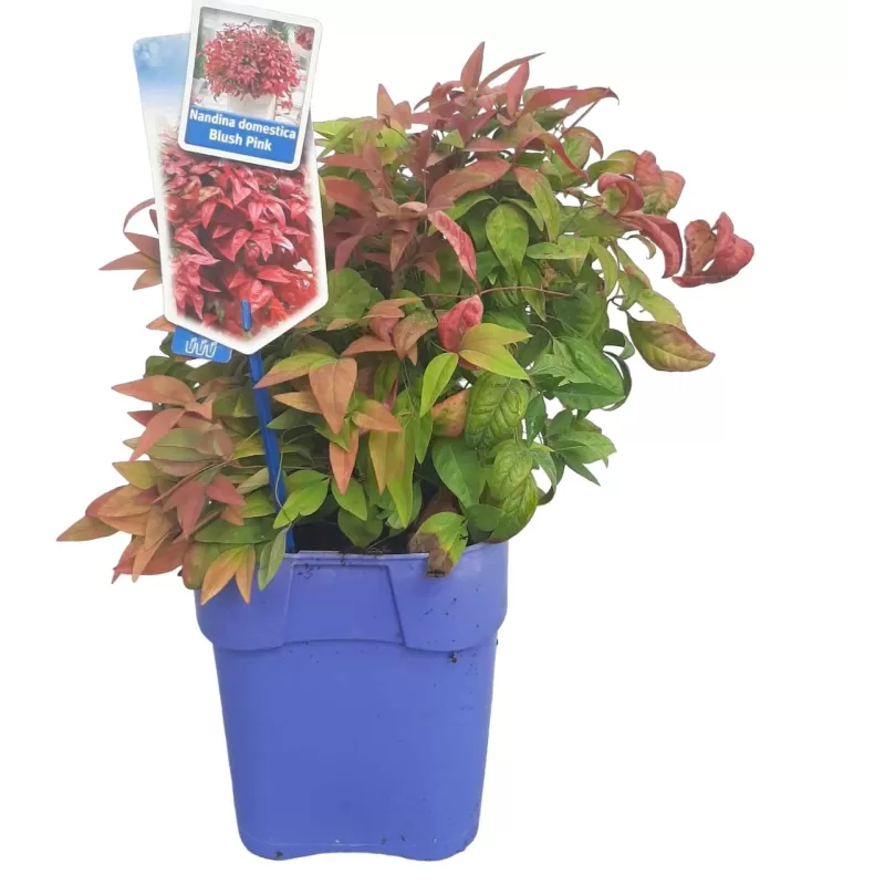 Vaistinė nandina - Nandina domestica BLUSH PINK Vaistinė nandina - Nandina domestica BLUSH PINK