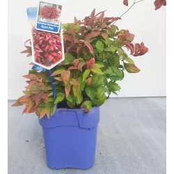 copy of Nandina domestica Firepower 2METAI S 1/1 P9