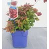 copy of Nandina domestica Firepower 2METAI S 1/1 P9