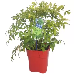 copy of Nandina domestica Firepower 2METAI S 1/1 P9