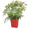 copy of Nandina domestica Firepower 2METAI S 1/1 P9