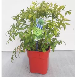 Vaistinė nandina - Nandina domestica LEMON LIME