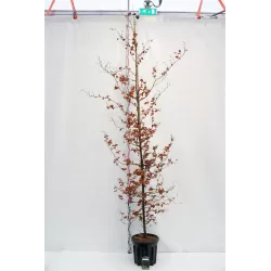 FAGUS SYLVATICA ATROPUNICEA Purpurea