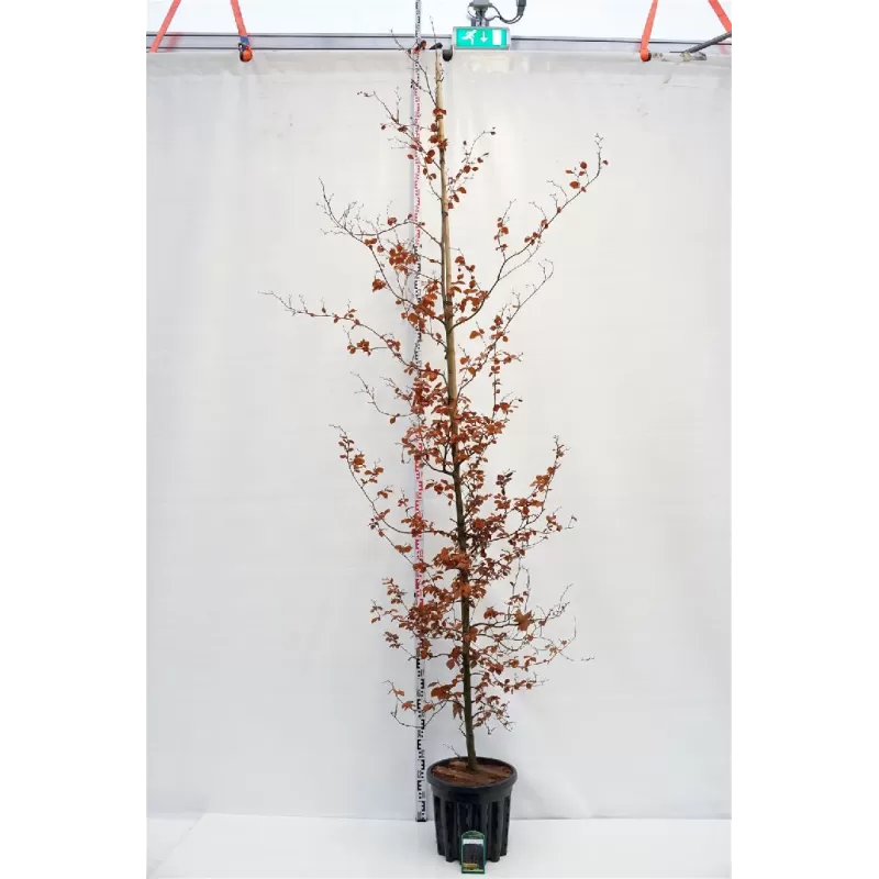 FAGUS SYLVATICA ATROPUNICEA Purpurea