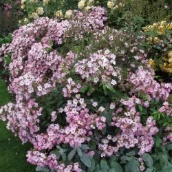 Rožė - Rosa BALLERINA ®