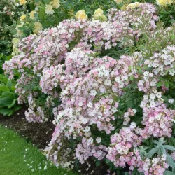 Rožė - Rosa BALLERINA ®