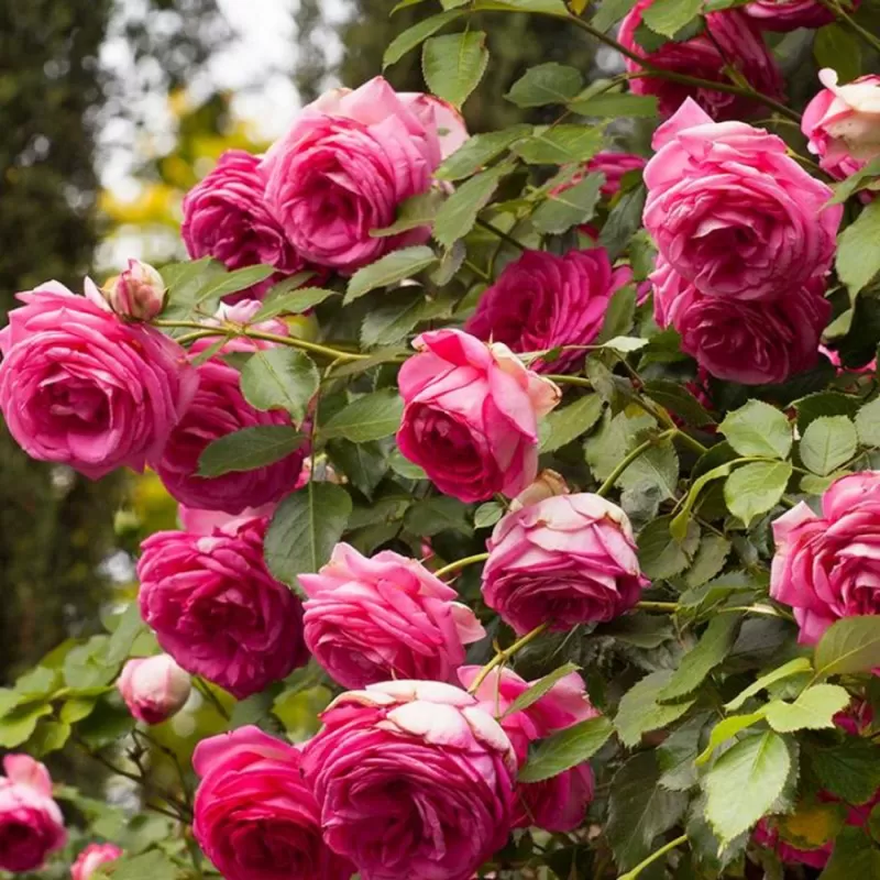 Rožė - Rosa PINK EDEN ROSE ®