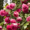 Rosa PINK EDEN ROSE ®
