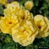 Rosa CLIMBING FRIESIA