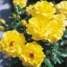 Rosa CLIMBING FRIESIA