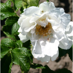 Rožė - Rosa WHITE ROADRUNNER