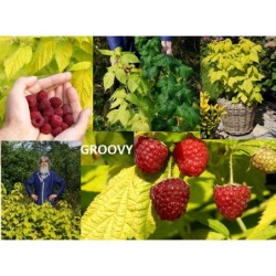 Rubus idaeus GROOVY ®