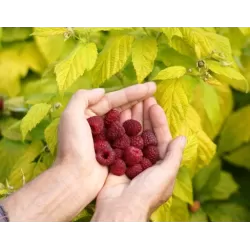 Aviečių sodinukai vazonuose internetu su pristatymu į namus visoje Lietuvoje