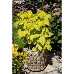 Aviečių sodinukai vazonuose internetu su pristatymu į namus visoje Lietuvoje