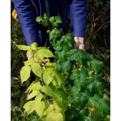 Užsisakyk augalus pavasariui jau dabar