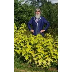 Užsisakyk augalus pavasariui jau dabar