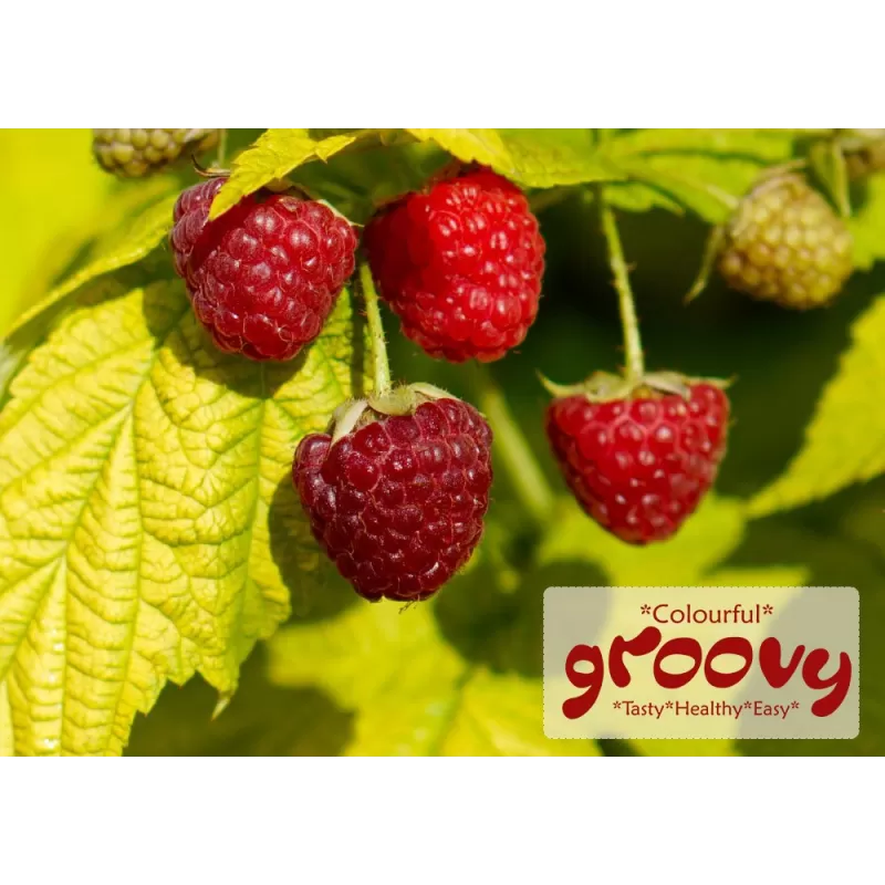 Aviečių sodinukai vazonuose internetu su pristatymu į namus visoje Lietuvoje