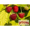 Rubus idaeus GROOVY ®