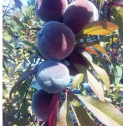 Prunus persica RUBIRA