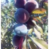Prunus persica RUBIRA