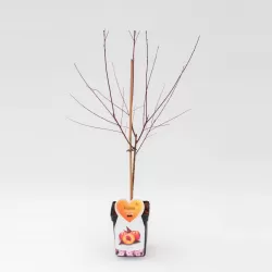 Prunus persica RUBIRA