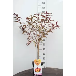 Prunus persica RUBIRA