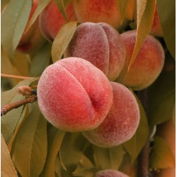 Persikas - Prunus persica RUBIRA