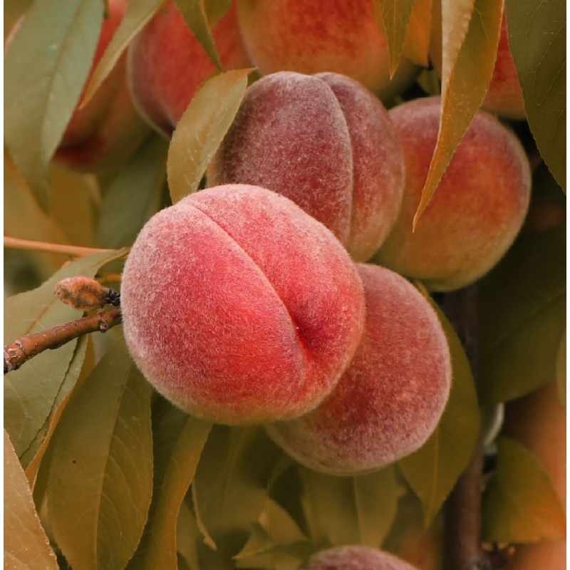 Prunus persica RUBIRA
