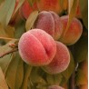 Prunus persica RUBIRA