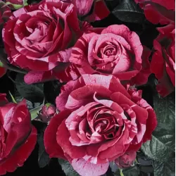 Rožių krūmai internetu su pristatymu į namus