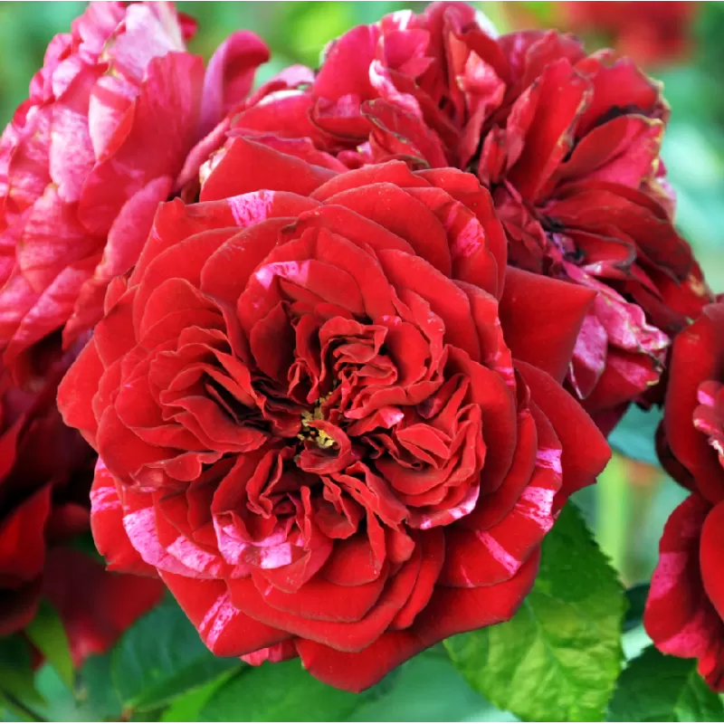 Rožių krūmai internetu su pristatymu į namus