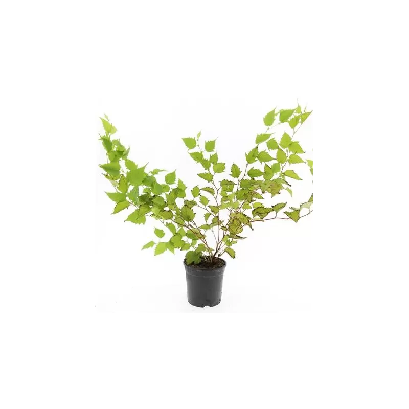 Japoninė stefanandra - Stephanandra tanakae